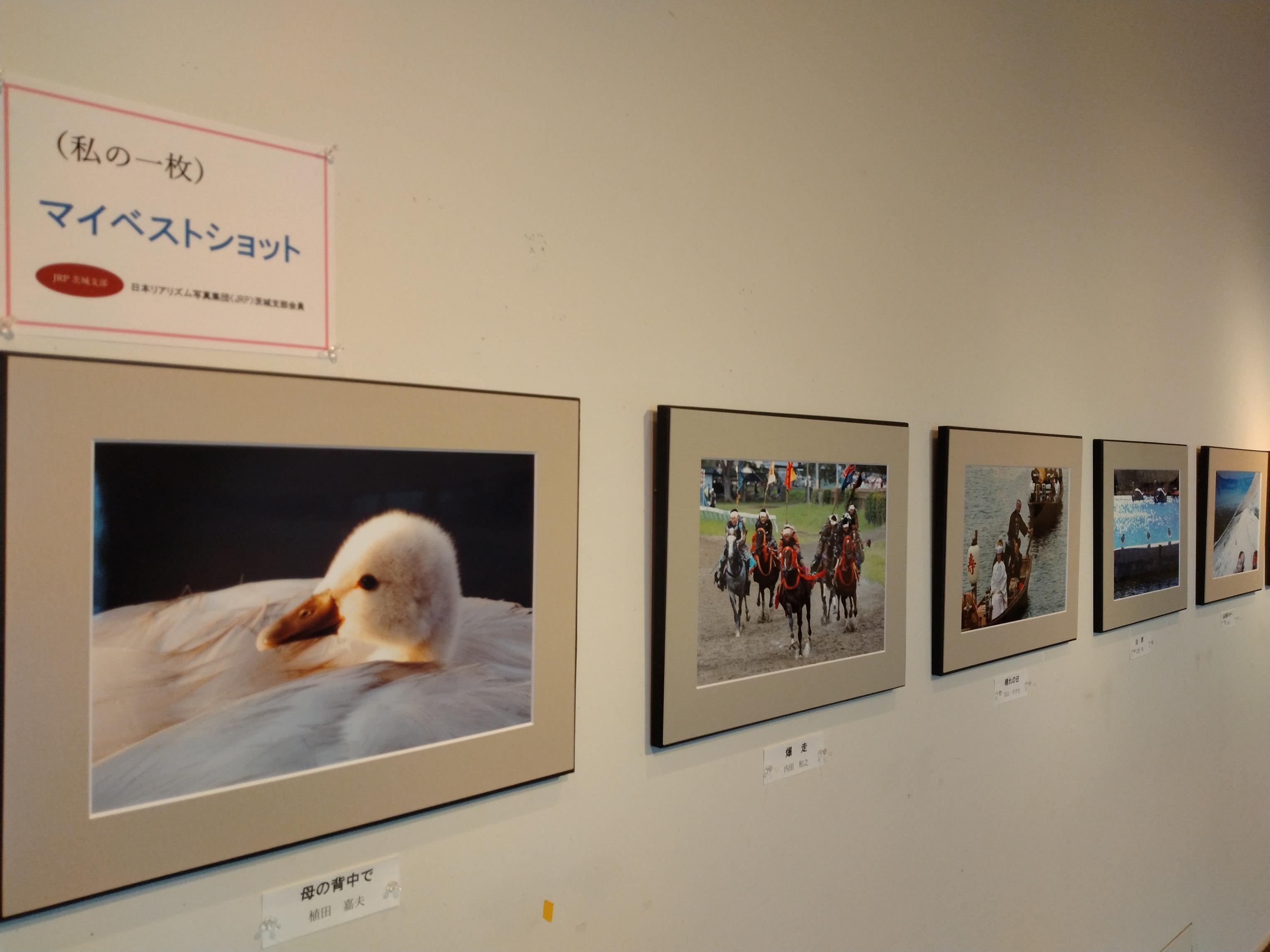 展示の様子